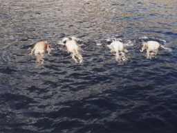 Törn 2000